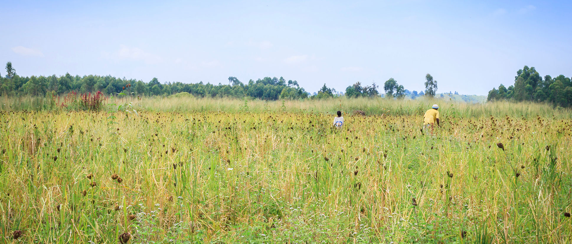 Food security and seasonal migration monitoring in Uganda. Crop farming of maize and another plant growing in an agricultural field.